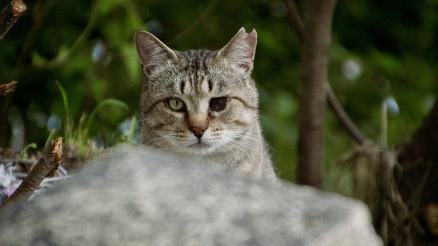 『五香宮の猫』場面写真